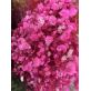 Pink Baby Breath | Dried Flower Wholesale Pink Baby Breath | Dried Flower Wholesale
